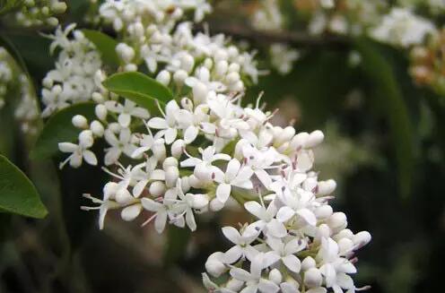 春節哪些花不能買？春節買花禁忌