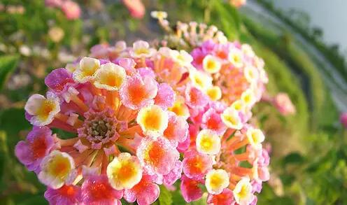 春節哪些花不能買？春節買花禁忌