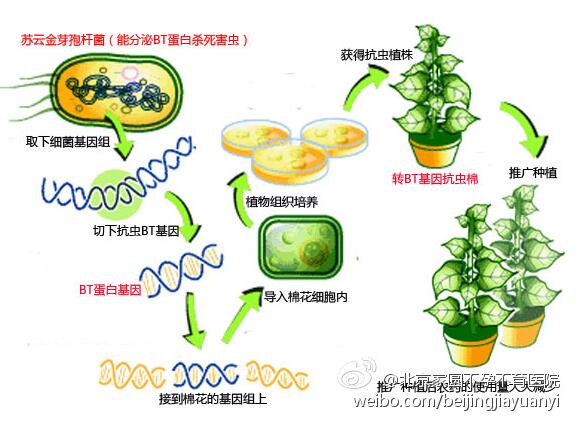 轉基因是什麼意思?轉基因食品的危害有哪些?