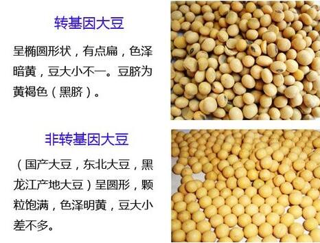 轉基因是什麼意思?轉基因食品的危害有哪些?