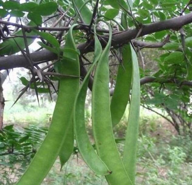 沒有洗發水,古人是怎麼洗頭發的呢?
