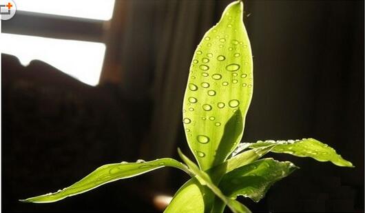 水養富貴竹葉子發黃的原因及解決方法