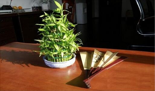 水養富貴竹葉子發黃的原因及解決方法
