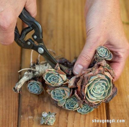 舊畫框變身多肉植物立體花園｜DIY簡易教程