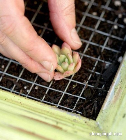 舊畫框變身多肉植物立體花園｜DIY簡易教程