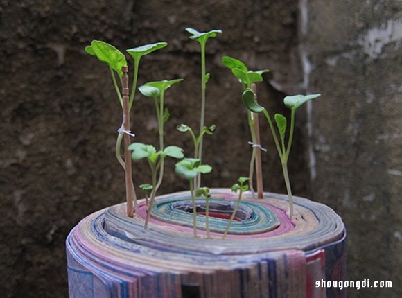 舊書變盆栽｜DIY環保小創意，簡單緊湊綠色植物