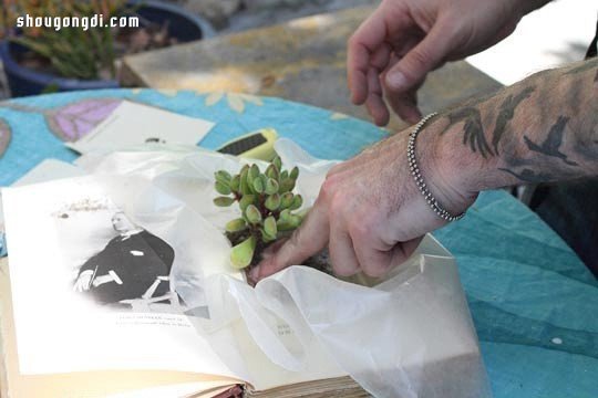 舊書變廢為寶：手工DIY多肉植物盆栽創意