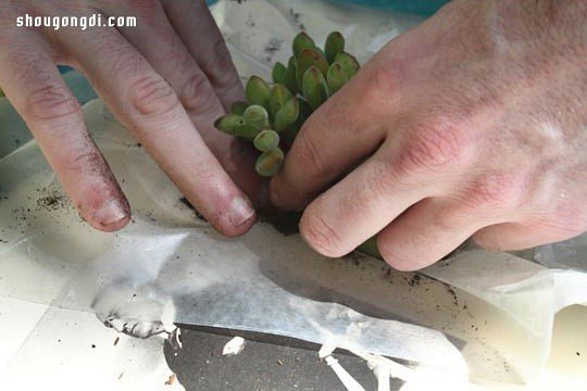 舊書變廢為寶：手工DIY多肉植物盆栽創意