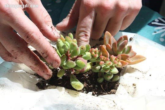 舊書變廢為寶：手工DIY多肉植物盆栽創意