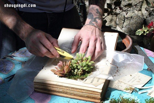 舊書變廢為寶：手工DIY多肉植物盆栽創意