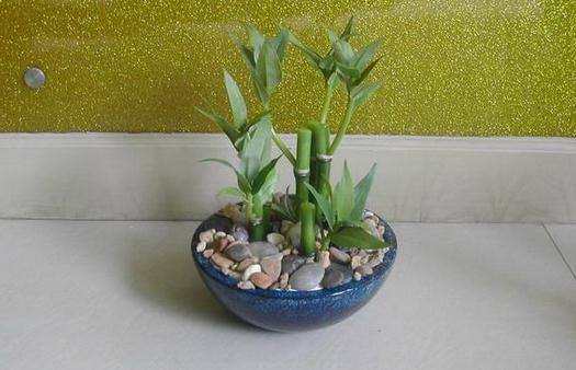 土栽富贵竹盆景养护要点
