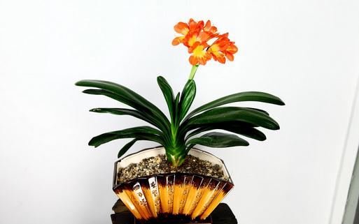 君子蘭移植指南:步驟詳解與注意事項