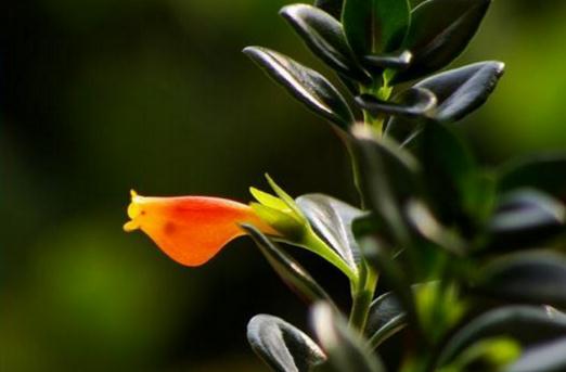金魚吊蘭開花時間與促花技巧