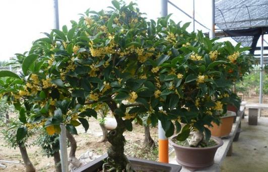 盆栽桂花的养殖方法与养护要点