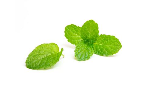 薄荷換盆移盆後能曬太陽嗎?正確護理方式在此!