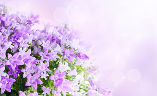 讓鮮花更持久艷麗的5個保養秘訣
