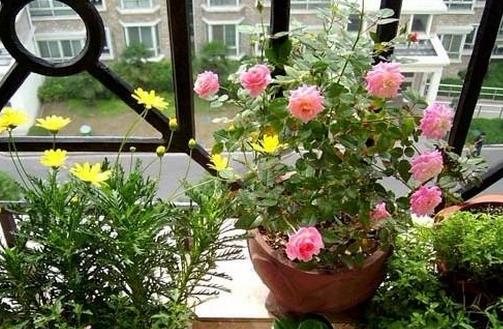 室內養花3宜3忌要記取