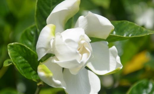 栀子花的品種與環境需求解析