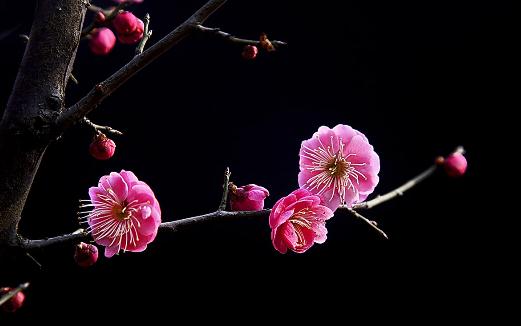 梅花種類與生長習性全解析：品種、栽培育苗要點