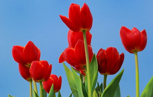 室內花卉裝飾的布局方法