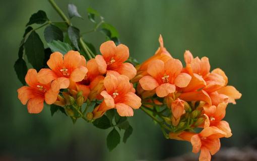 栀子花叶片变黄的成因与治理
