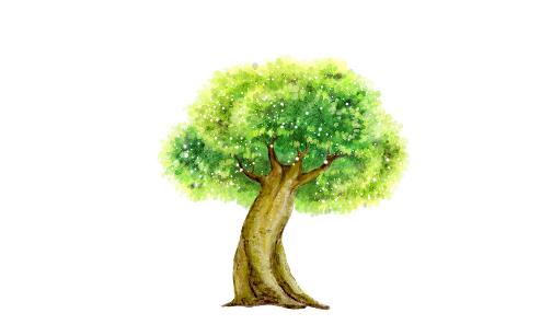 榕樹的特徵與識別指南