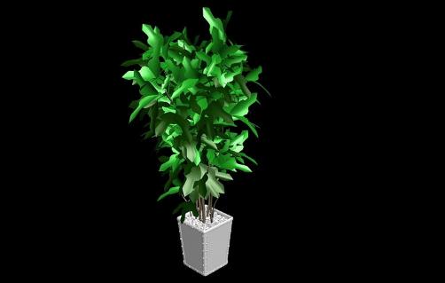 室內觀葉植物常見問題診治與照顧指南