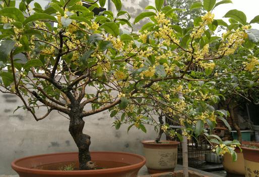 盆栽桂花不開花怎麼辦？原因與解決方法