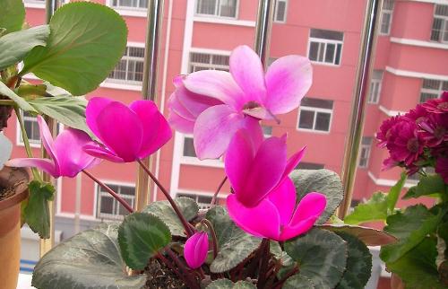 家庭養花塑料薄膜使用指南：兩種方法助花卉生長
