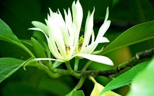 北方种植白兰花的方法与养护要点