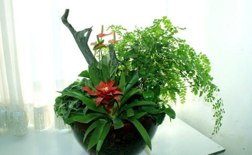 觀葉植物栽種:土壤選擇與施肥要則
