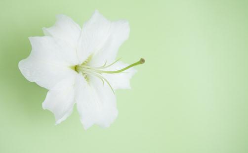 百合葉片焦枯的成因與防治措施