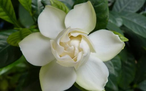 為什麼你種的栀子花葉黃還不開花？四大原因與對策