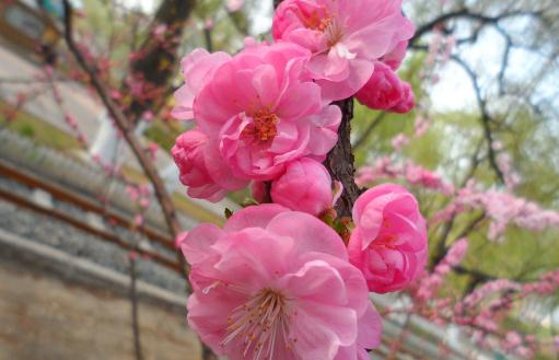 榆葉梅养护要頻：如何使花朵更艷麗