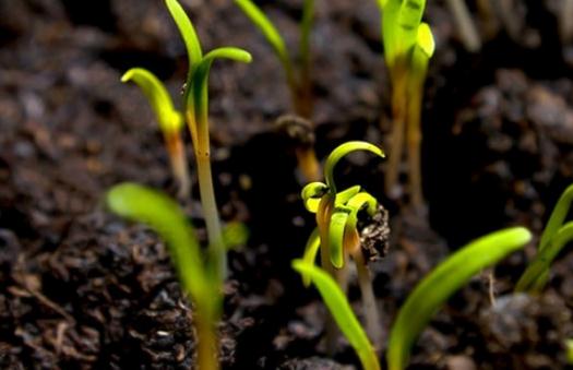 蔬菜种子新陈鉴别指南:10种常见蔬菜储存期限与辨别方法