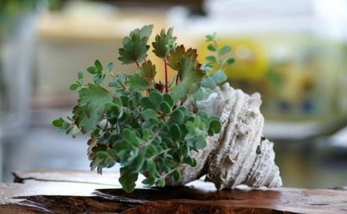 盆栽浇水时间表:多肉与绿植养护指南