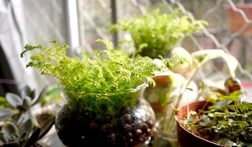 水養植物是什麼？分類與養護指南