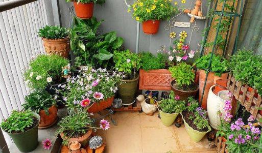 家庭養花必備施肥技巧與時節指南