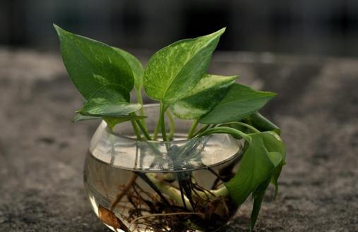 家庭盆栽觀葉植物介紹
