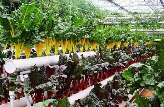陽台種菜要點：適種品種、容器選擇與栽培技巧