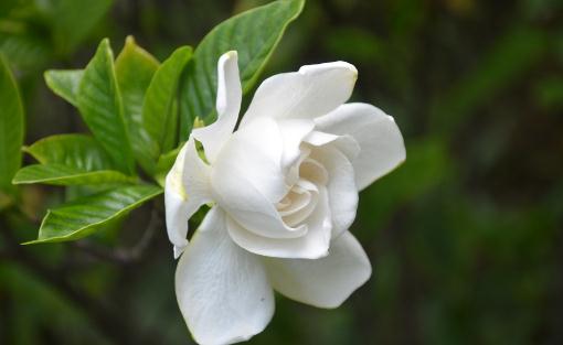 栀子花葉子發黃的原因與對策