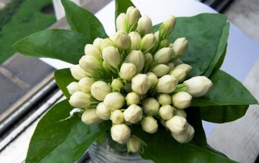 盆栽茉莉花多開花技巧:土壤、光照、施肥與修剪全解析