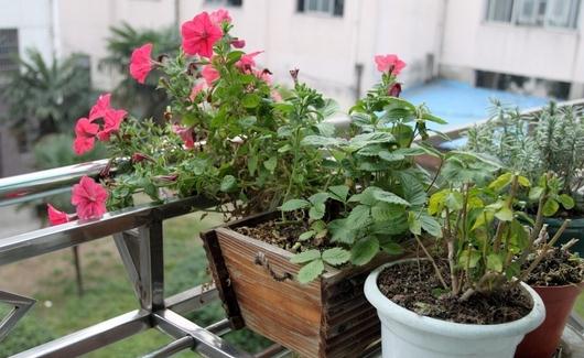 花根腐烂的救護方法與處理建議