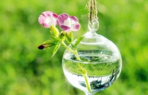 食醋在養花中的大作用:促進生長、抗病與調整土壤 pH