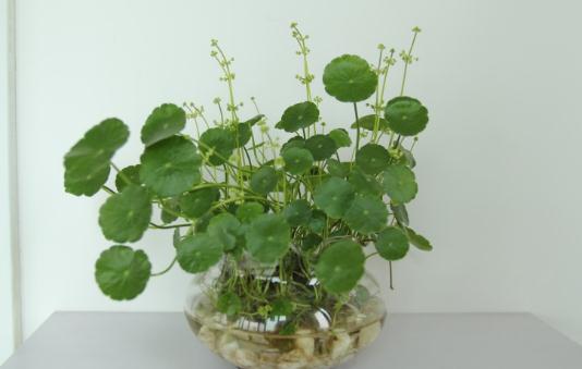 水培植物种植与施肥全攻略
