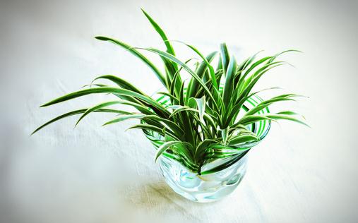 水培植物水中有绿藻怎么办
