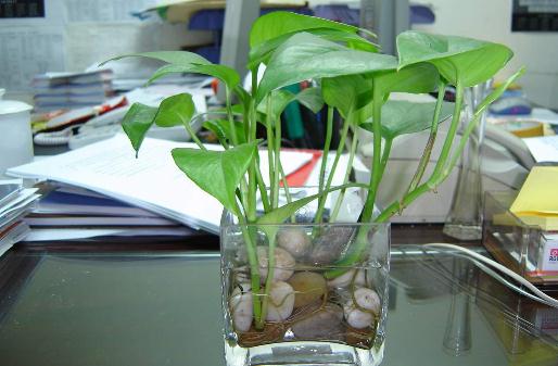 水培花卉換水洗根技巧與時機掌握