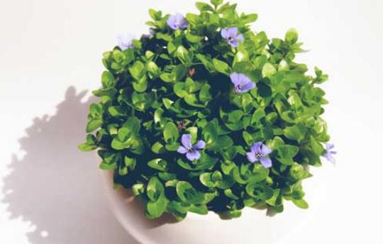 巧治盆栽花卉虫害:家庭环保防除妙招