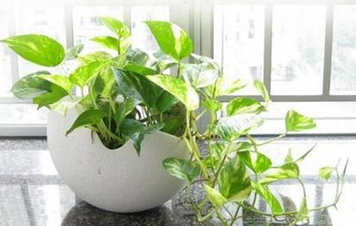 綠蘿葉子發黃了怎麼辦？原因與解決方法
