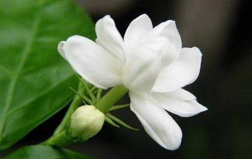 花盆有虫怎么办?13种天然方法轻松解决